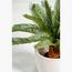 نبات السيكاس- 50 سم-InfluencerCodes_Ramadan26_All_20012026-image-1