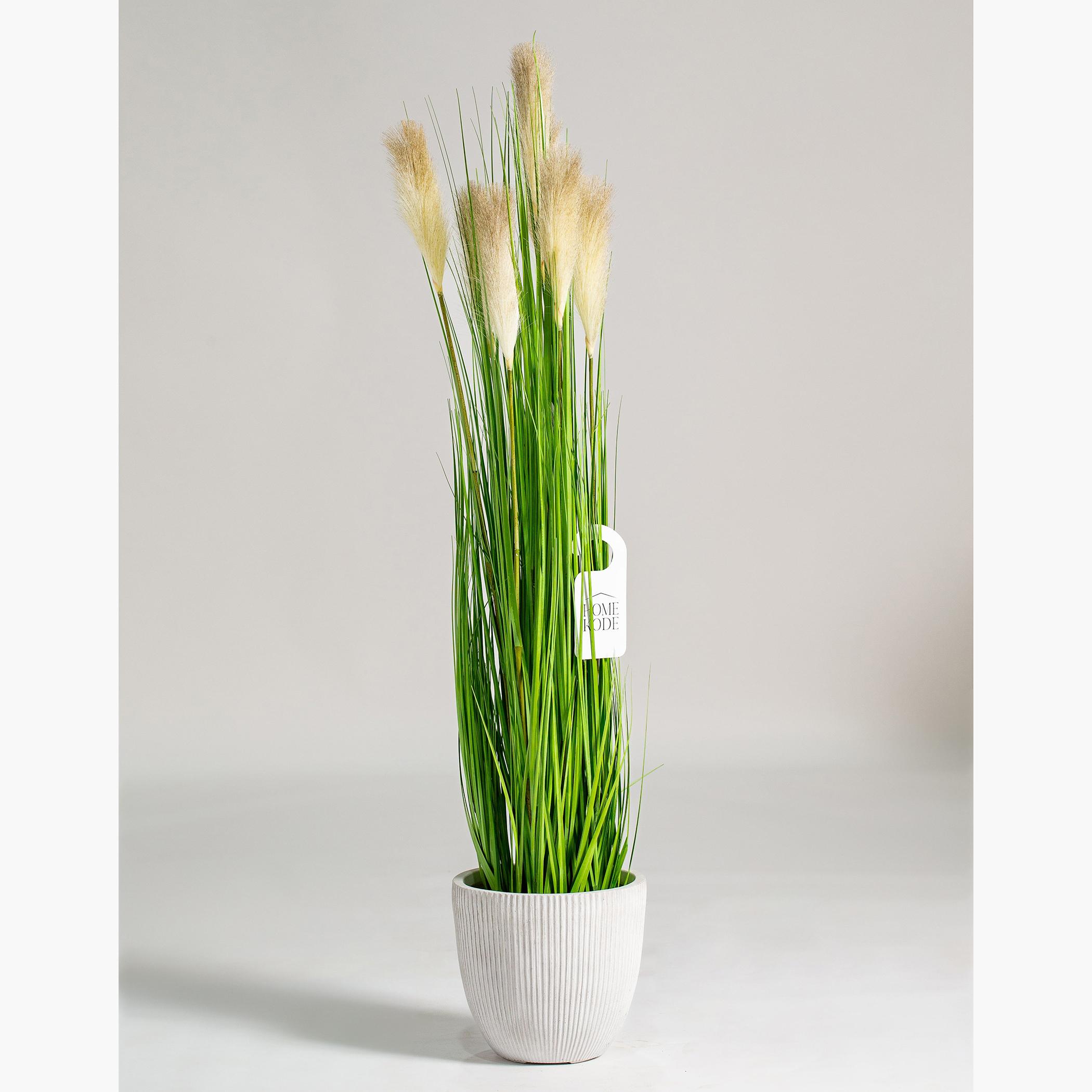 Fountain Grass Plant - 130 cm