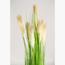 Fountain Grass Plant - 130 cm-InfluencerCodes_Ramadan26_All_20012026-image-2