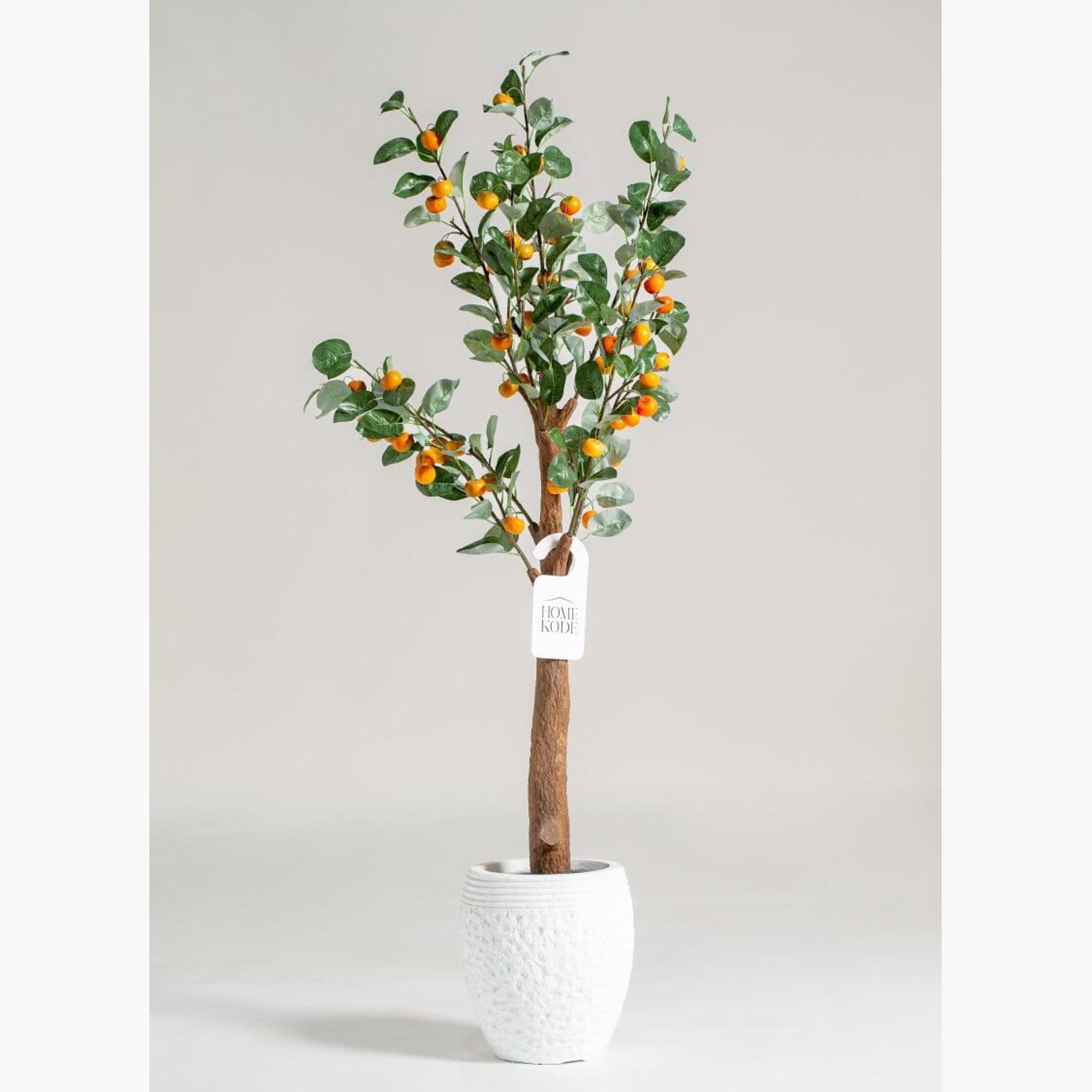 Mandarin Orange Tree - 140 cm