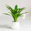 Yucca Plant - 100 cm-InfluencerCodes_Ramadan26_All_20012026-image-1