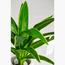 Yucca Plant - 100 cm-InfluencerCodes_Ramadan26_All_20012026-image-2