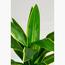 Yucca Plant - 100 cm-InfluencerCodes_Ramadan26_All_20012026-image-3