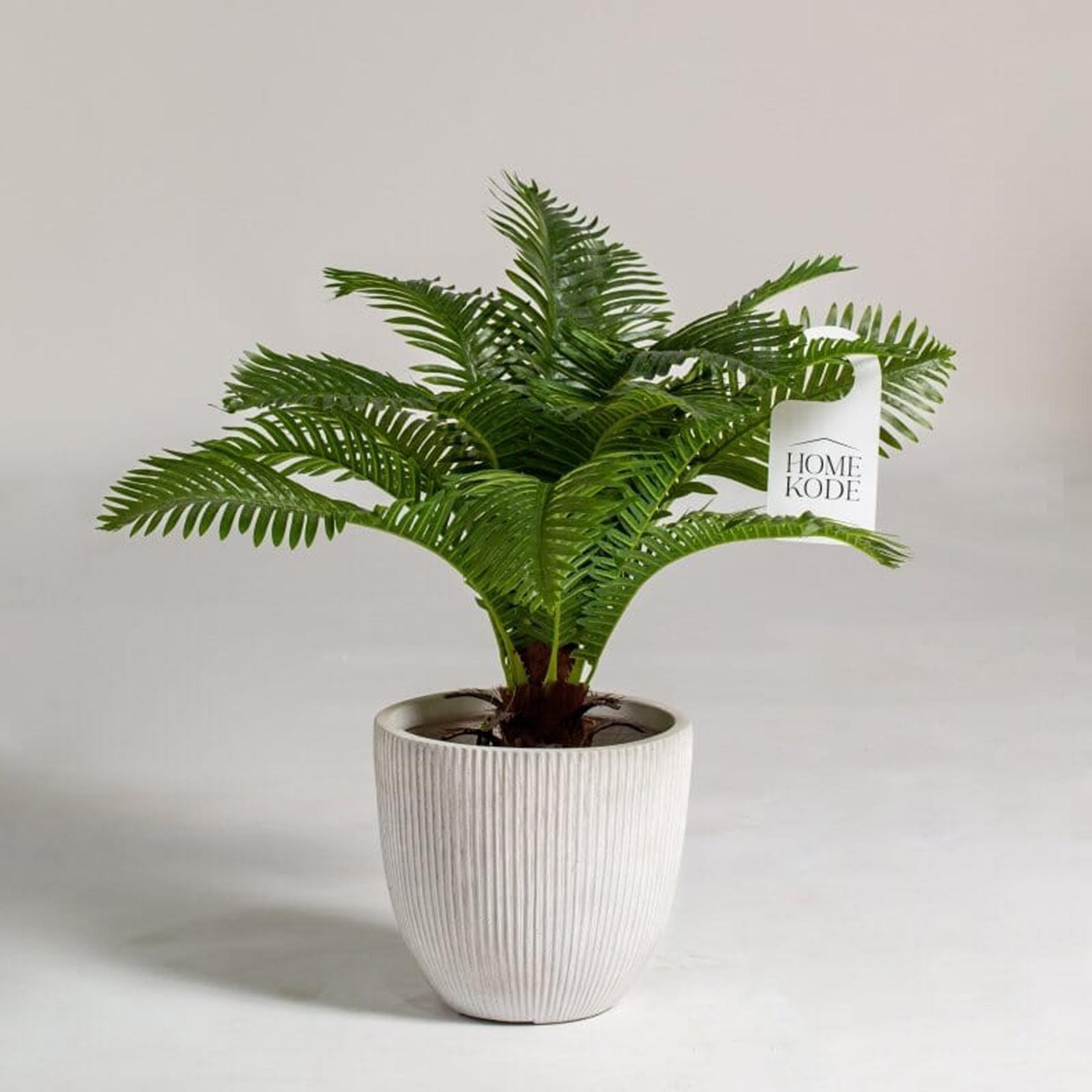 Oceaniopteris Gibba Plant - 90 cm