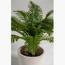 نبات السرخس المصغر- 90 سم-InfluencerCodes_Ramadan26_All_20012026-image-2