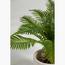 نبات السرخس المصغر- 90 سم-InfluencerCodes_Ramadan26_All_20012026-image-1