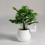 Swiss Cheese Plant - 50 cm-InfluencerCodes_Ramadan26_All_20012026-image-1
