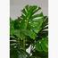Swiss Cheese Plant - 50 cm-InfluencerCodes_Ramadan26_All_20012026-image-2