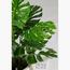 Swiss Cheese Plant - 50 cm-InfluencerCodes_Ramadan26_All_20012026-image-3