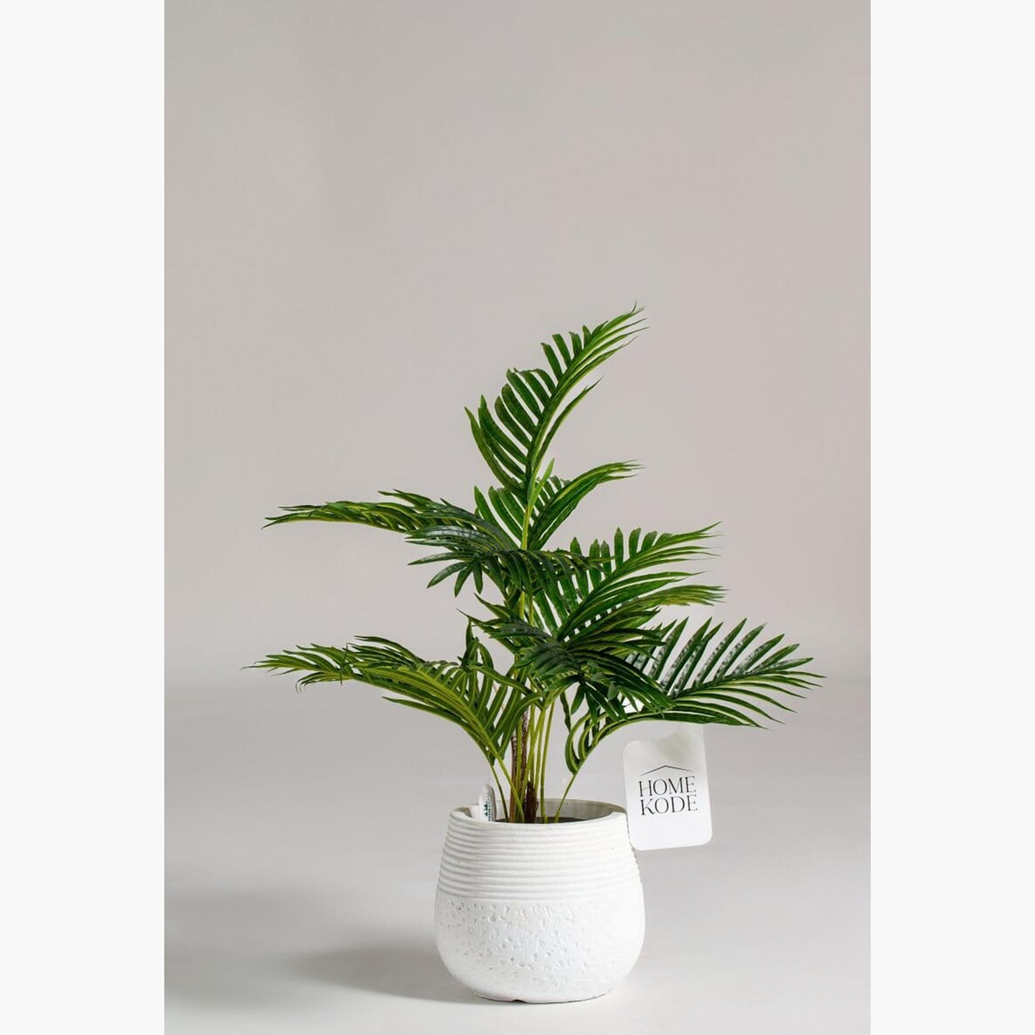 Cycas Plant - 70 cm