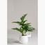 نبات السيكاس - 70 سم-InfluencerCodes_Ramadan26_All_20012026-image-3