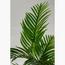 نبات السيكاس - 70 سم-InfluencerCodes_Ramadan26_All_20012026-image-2