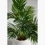 نبات السيكاس - 70 سم-InfluencerCodes_Ramadan26_All_20012026-image-1