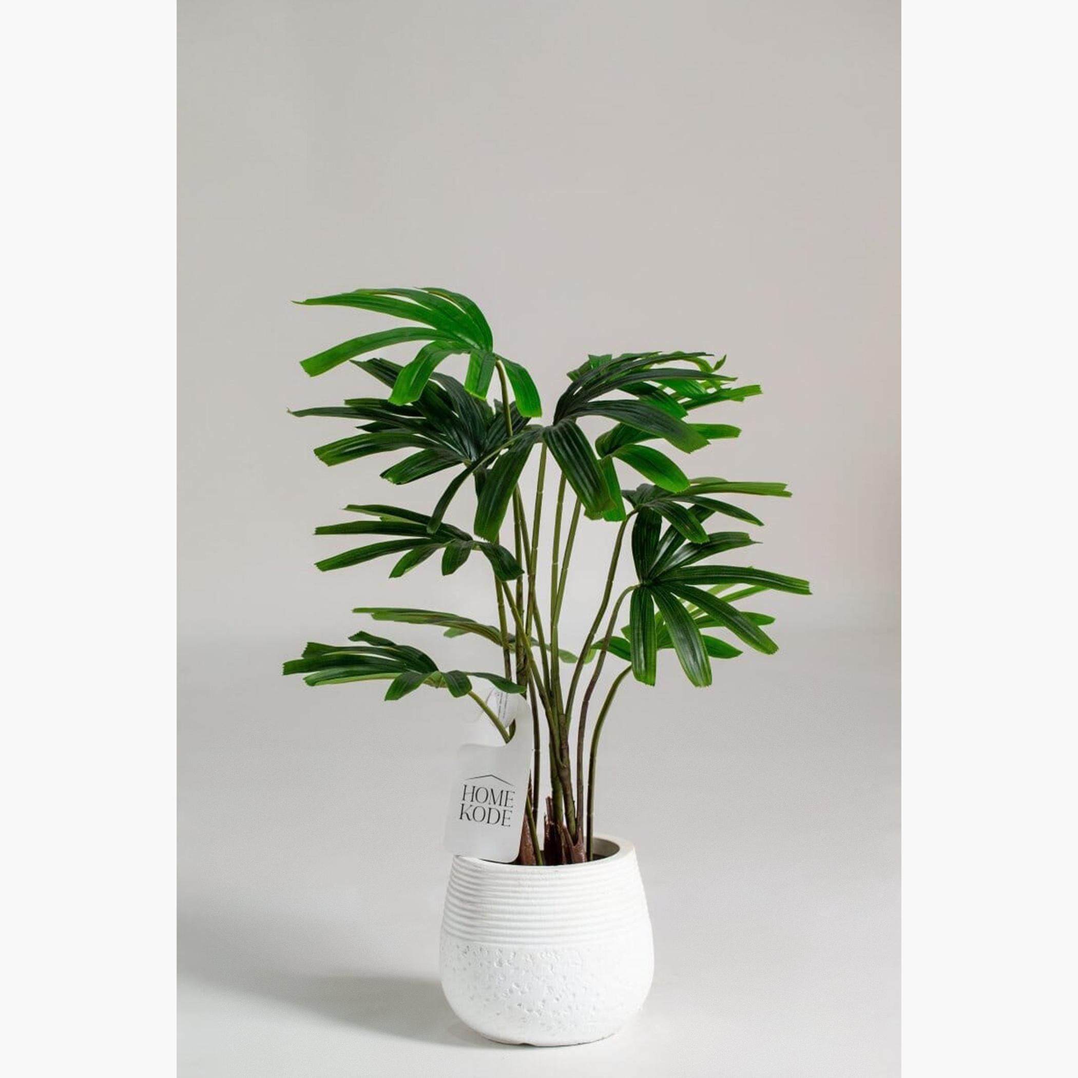 Broadleaf Lady Palm Plant - 100 cm