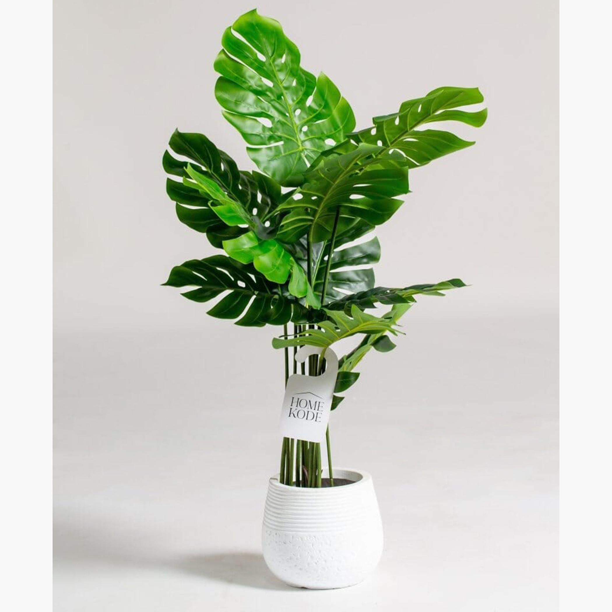 Swiss Cheese Plant - 145 cm