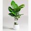 Swiss Cheese Plant - 145 cm-InfluencerCodes_Ramadan26_All_20012026-image-1