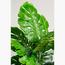Swiss Cheese Plant - 145 cm-InfluencerCodes_Ramadan26_All_20012026-image-2