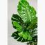 Swiss Cheese Plant - 145 cm-InfluencerCodes_Ramadan26_All_20012026-image-3