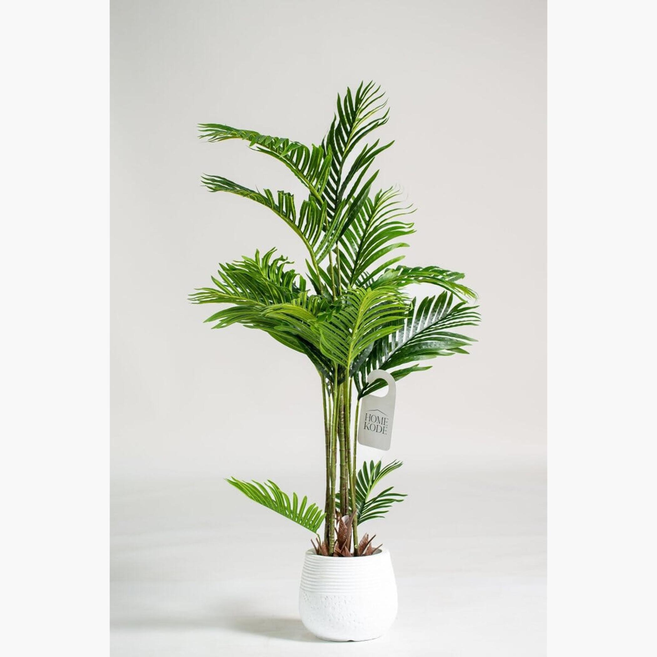 Areca Palm Tree - 170 cm