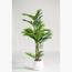 نخلة أريكا - 170 سم-InfluencerCodes_Ramadan26_All_20012026-image-3
