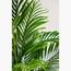 نخلة أريكا - 170 سم-InfluencerCodes_Ramadan26_All_20012026-image-2