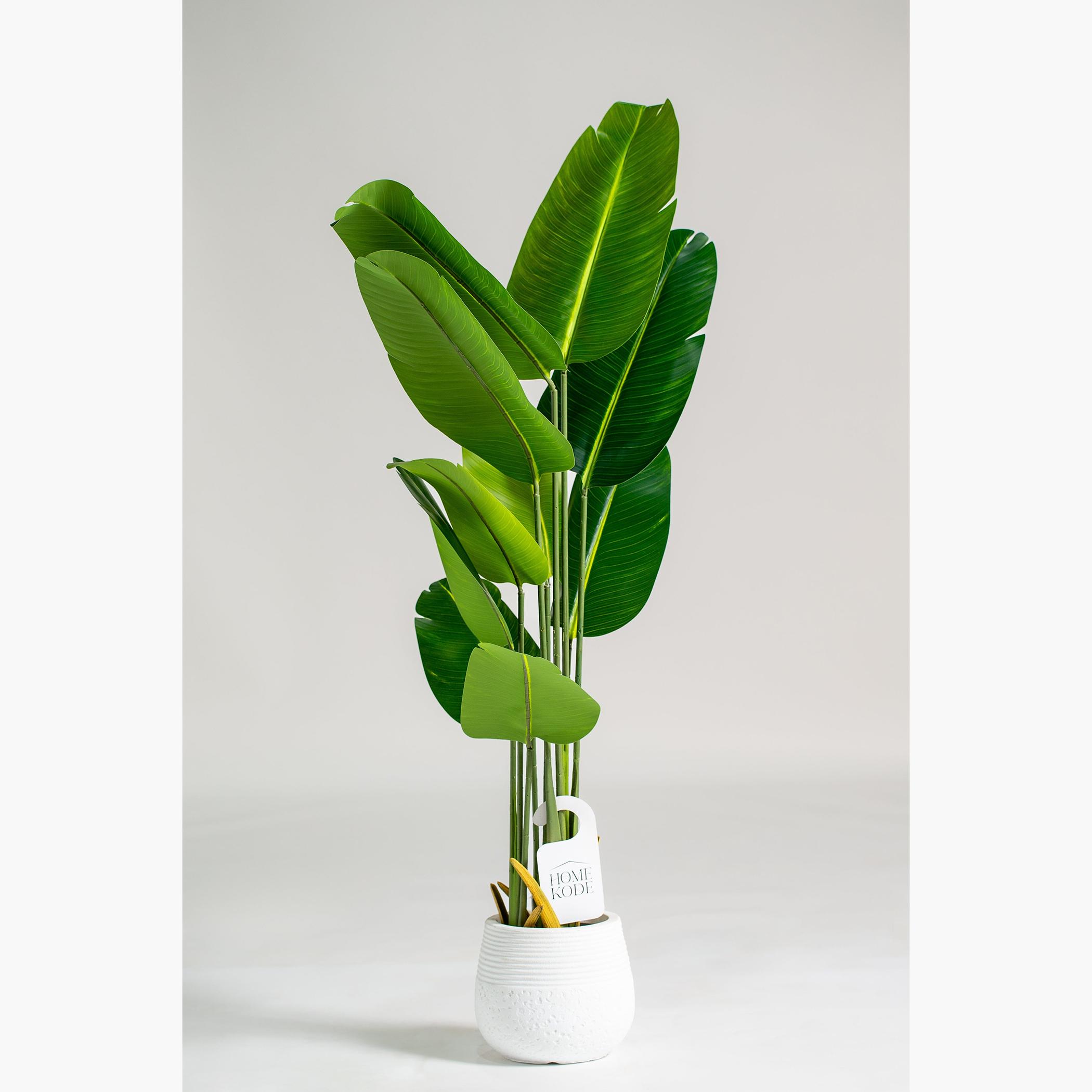 Strelitzia Nicolai Tree - 180 cm