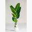 Strelitzia Nicolai Tree - 180 cm
-InfluencerCodes_Ramadan26_All_20012026-image-1
