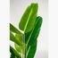 Strelitzia Nicolai Tree - 180 cm
-InfluencerCodes_Ramadan26_All_20012026-image-2