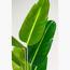Strelitzia Nicolai Tree - 180 cm
-InfluencerCodes_Ramadan26_All_20012026-image-3
