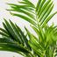 نخلة أريكا - 150 سم-InfluencerCodes_Ramadan26_All_20012026-image-2