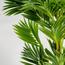 نخلة أريكا - 150 سم-InfluencerCodes_Ramadan26_All_20012026-image-1