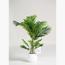 نبات نخيل أريكا - 140 سم-InfluencerCodes_Ramadan26_All_20012026-image-3