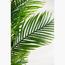 نبات نخيل أريكا - 140 سم-InfluencerCodes_Ramadan26_All_20012026-image-2