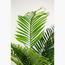 نبات نخيل أريكا - 140 سم-InfluencerCodes_Ramadan26_All_20012026-image-1