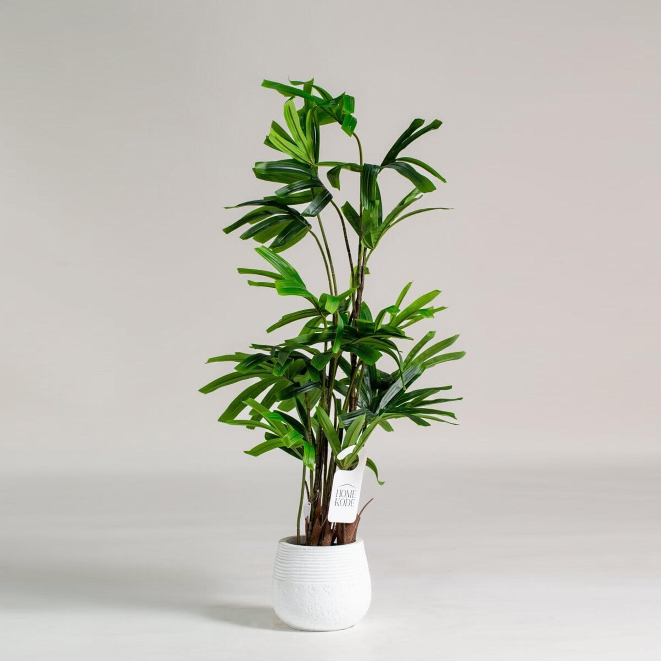 HomeKode Broadleaf Lady Palm Tree - 175 cm