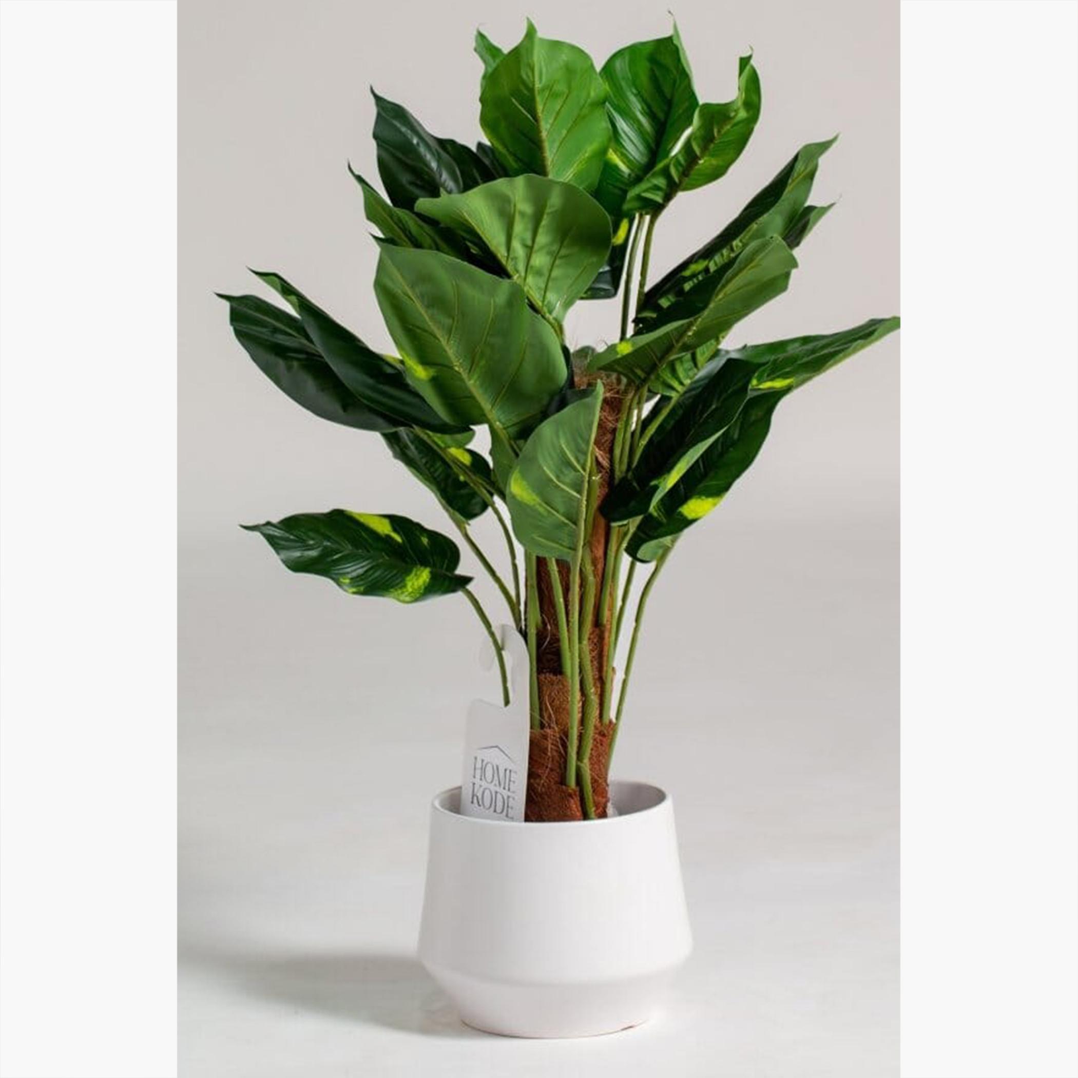 Philodendron Plant - 130 cm