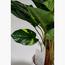 نبات فيلوديندرون - 130 سم-InfluencerCodes_Ramadan26_All_20012026-image-2