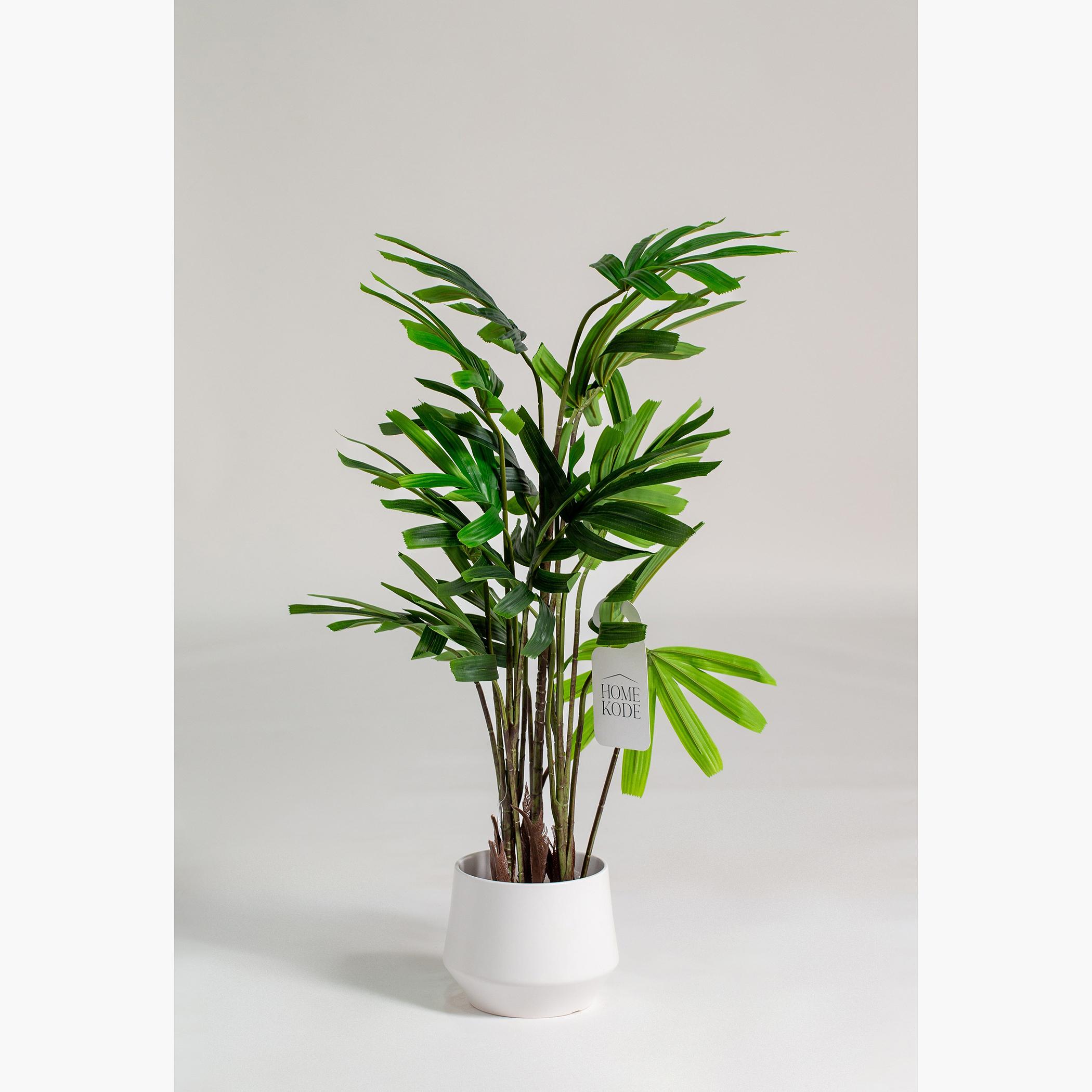 Chamaedorea Elegans Tree - 140 cm
