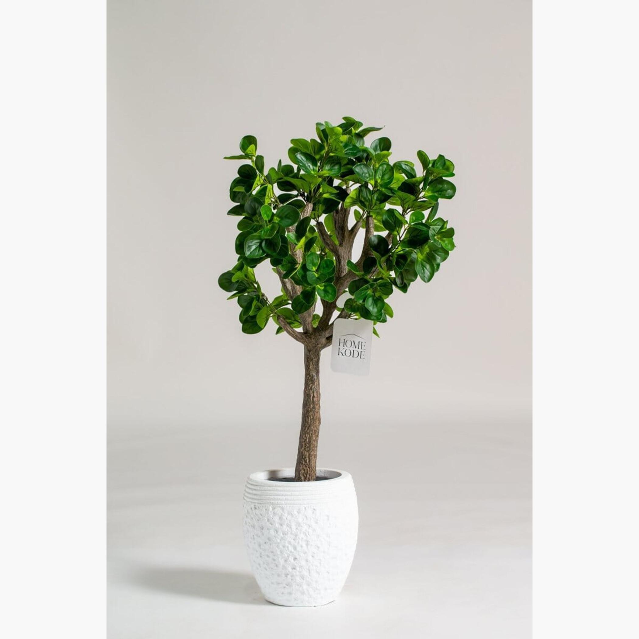 Baby Rubber Tree - 150 cm