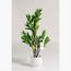 Lemon Plant - 130 cm-InfluencerCodes_Ramadan26_All_20012026-image-1
