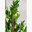 Lemon Plant - 130 cm-InfluencerCodes_Ramadan26_All_20012026-image-2