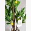 Lemon Plant - 130 cm-InfluencerCodes_Ramadan26_All_20012026-image-3