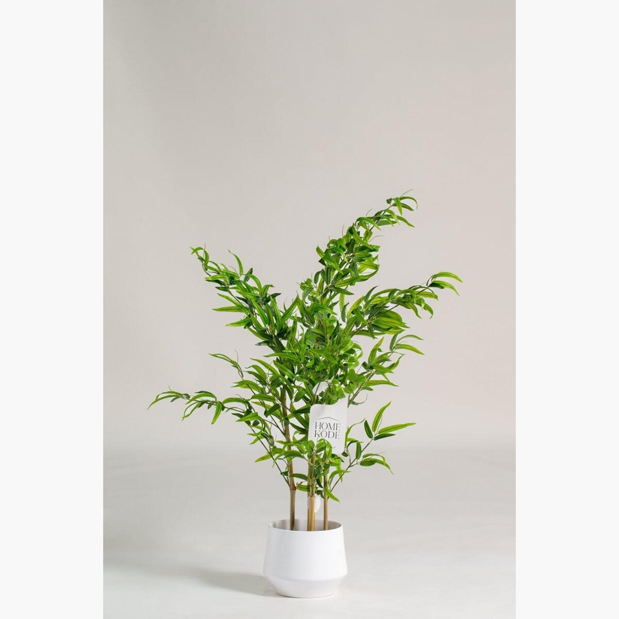 Bamboo Plant - 110 cm