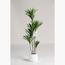 Dracaena Plant - 150 cm-InfluencerCodes_Ramadan26_All_20012026-image-1