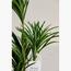 Dracaena Plant - 150 cm-InfluencerCodes_Ramadan26_All_20012026-image-2