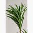 Dracaena Plant - 150 cm-InfluencerCodes_Ramadan26_All_20012026-image-3