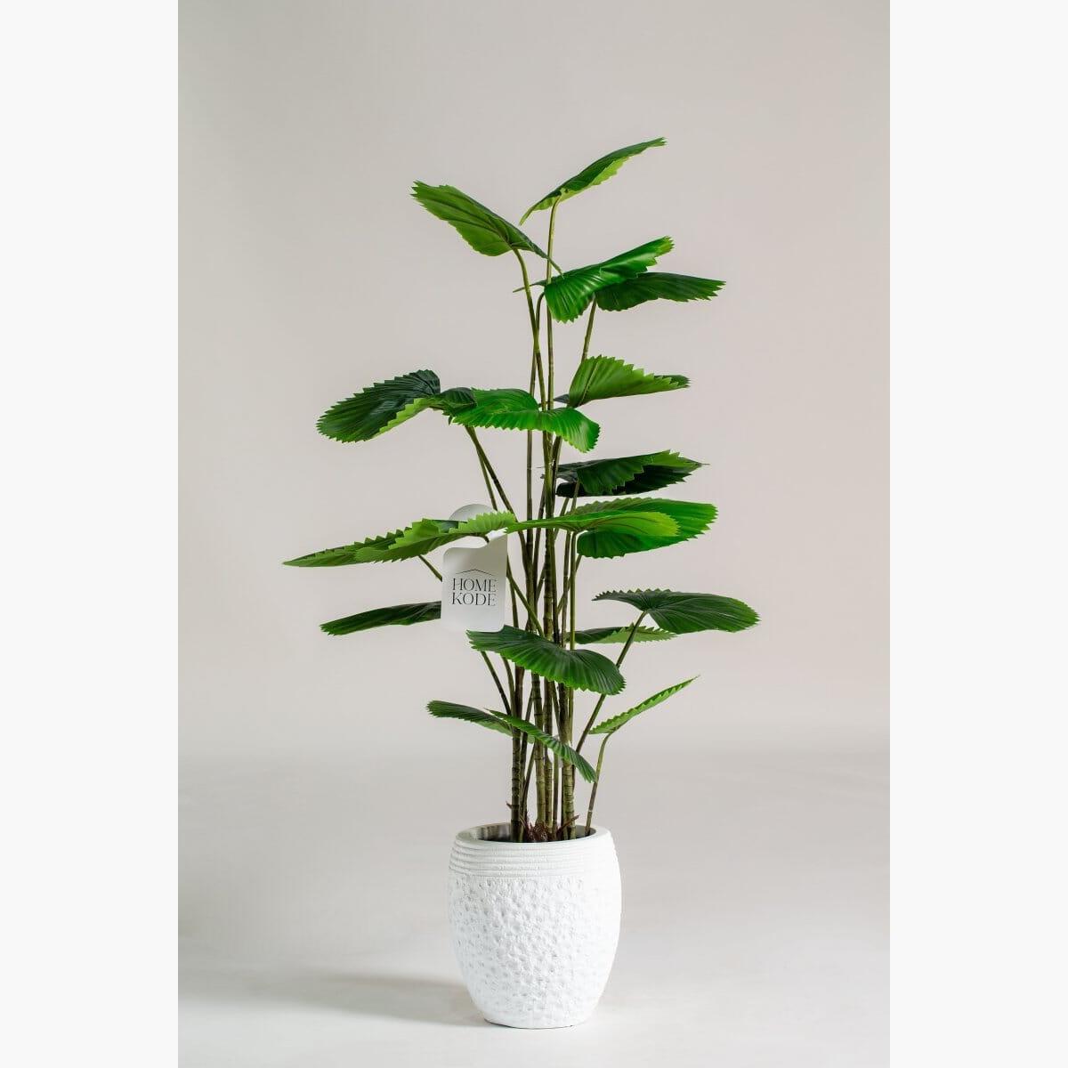 Philodendron Tree - 170 cm