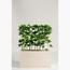 Schefflera Plant - 125 cm-InfluencerCodes_Ramadan26_All_20012026-image-1
