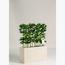 Schefflera Plant - 125 cm-InfluencerCodes_Ramadan26_All_20012026-image-2