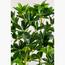 Schefflera Plant - 125 cm-InfluencerCodes_Ramadan26_All_20012026-image-3